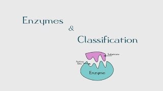 7 Introduction to Enzymes amp Its Classification  The BioChemistry Guide  2014 [upl. by Bennet]