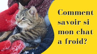 Comment Savoir Si Mon Chat a Froid 😺 [upl. by Eanahc]