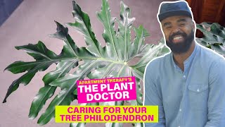 How to Care for Your Tree Philodendron  The Plant Doctor  Apartment Therapy [upl. by Engleman]