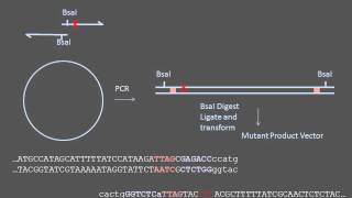 Sitedirected Mutagenesis [upl. by Penthea]