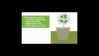 Comment faire pousser un citronnier  🍋🌳 [upl. by Andri]