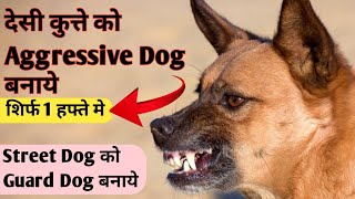 Street Dog Ko Aggressive Kaise Banaye  Desi Dog Ko Guard Dog Kaise Banaye  How To Make A Guard Dog [upl. by Blayze]