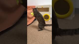 The quacking ducks make my kittens excited cat cutecat meow catvideos kittycat kitten cute [upl. by Jemina]