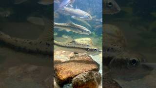 Have you ever seen🫢🐟🐟aquariumfishfish fish fishing aquarium india trout teestariver [upl. by Rehpinej]