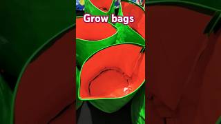 Ask for grow bags 99 from Meesho growbags bags Plant meeshoshopping floweringplant greenbag [upl. by Maro48]