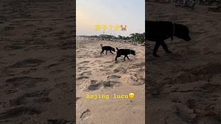 【🐶】双子？犬 Anjing lucu indonesia bali バリ島 インドネシア anjing hewan lucu dog 犬 動物 shorts 海外生活 [upl. by Bramwell]