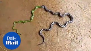 Shocking moment large snake regurgitates another huge serpent [upl. by Linehan]