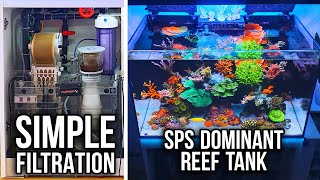 Whats in my Sump  SPS REEF TANK [upl. by Barkley753]