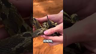 serpiente hacerse la muerta😮 shortsvideo [upl. by Ert]