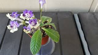 Young Streptocarpus Bristols Grasshopper [upl. by Sherfield]