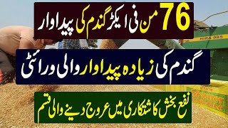 How to Get 76 maunds per acre Production of Wheat in Pakistan  How to get better Wheat yield [upl. by Llehsram]