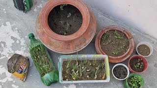 Home Gardening Update l Plant Update l Growth of Plants growing Plants at Home l How to grow Plants [upl. by Anilef]