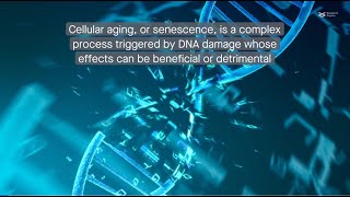 Decoding cellular aging Understanding the senescenceassociated secretory phenotype [upl. by Chernow]