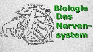 Nervensystem  Ein Überblick [upl. by Einaffets]