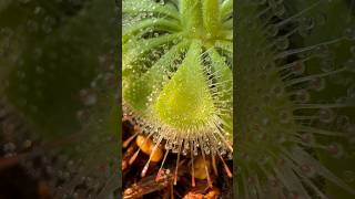 Drosera burmanniiベランダの小さな自然 carnivorousplant Sundew [upl. by Hueston]