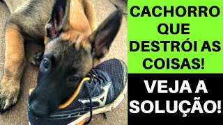 CACHORRO QUE DESTRÓI AS COISAS veja a SOLUÇÃO [upl. by Alidus]