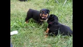 Rottweiler Puppies 4 weeks Playing [upl. by Nelloc]