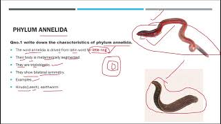 phylum annelida kingdom animalia biology fscbiology [upl. by Dnumde]