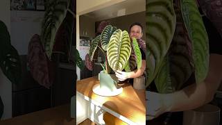 Alocasia cuprea  check out the full Plant Spotlight on my channel for tips amp tricks [upl. by Atelokin]