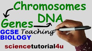 DNA CHROMOSOMES GENES amp ALLELES GCSE Science Biology [upl. by Schober]