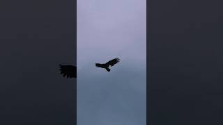 Vulture Riding the Wind from Hurricane Milton • Son of a Preacher Man • Dusty Springfield bird sky [upl. by Edialeda]