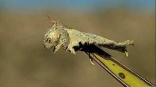 Loggerhead Shrike Impales Horned Lizard [upl. by Virgil]