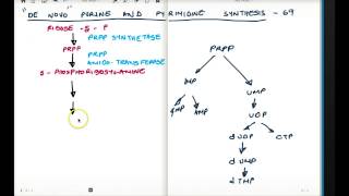 PURINE AND PYRIMIDINE SYNTHESIS PART 1 [upl. by Ginny139]