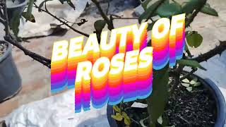 How to Prune Roses Tips from a Rose Expert  BeautifulRoses [upl. by Sined683]