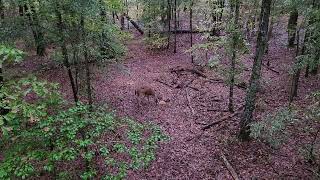 mid ga doe on 4s wildlife draw [upl. by Dina]