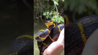 SERPENT DES MANGROVES  Boiga dendrophila [upl. by Elyod]