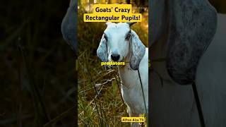 Goats Crazy Rectangular Pupils [upl. by Leonsis]