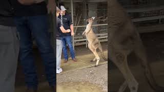 Kangaroo Fights American Tourist  shorts [upl. by Anstus889]