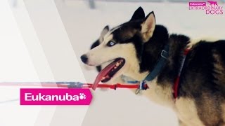 The Toughest Dog Sled Race in the World  Part 1  Extraordinary Dogs [upl. by Alat]