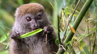 The Cutest Lemur  Island of Lemurs Madagascar Featurette [upl. by Lotty]