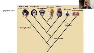 Origem e diversidade dos primatas e Origem do homem [upl. by Ahsercul]