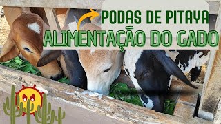 Aproveitamento dos cladódios de poda como alternativa para alimentação do gado [upl. by Mikal]