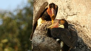 Hunting The Helmeted Hornbill [upl. by Ihdin229]