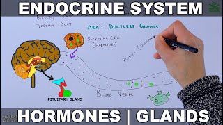 Endocrine System  Introduction [upl. by Muscolo497]