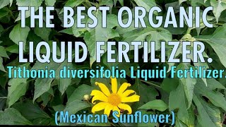 How To Prepare Tithonia diversifolia Liquid Fertilizer [upl. by Atteynot378]