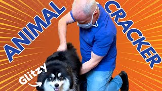 POMSKY with SHARP BACK PAIN gets INSTANT RELIEF  Chiropractic Adjustment [upl. by Markson771]