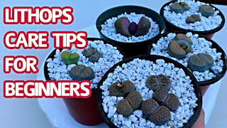 245 LITHOPS CARE TIPS FOR BEGINNERS  CHĂM SÓC SEN MÔNG KHI MỚI MUA VỀ [upl. by Charin]