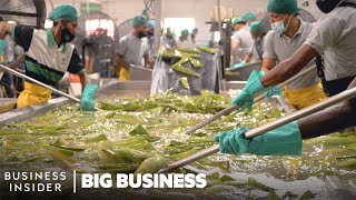 How 15 Million Aloe Vera Leaves Are Harvested A Week  Big Business [upl. by Jeggar]