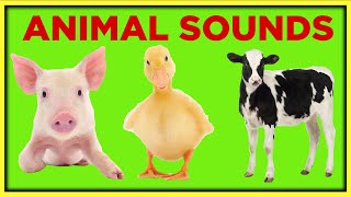 Farm Animal Sounds for Toddlers Toddler Learning Video Educational Speech Videos [upl. by Ttemme]