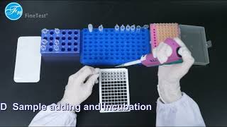 FineTest® ELISA Kit Operation GuideSandwich [upl. by Fronia]