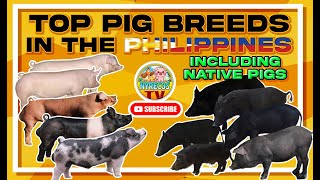 TOP PIG BREEDS IN THE PHILIPPINES INCLUDES NATIVE PIGS [upl. by Yle258]