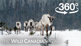 North Americas Largest Herd of Caribou on the Move 360 Video  Wild Canadian Year [upl. by Shayne]