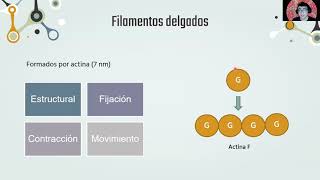 Biología Celular organelos no membranosos [upl. by Meihar]