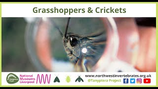 UK Grasshoppers amp Crickets [upl. by Umont918]