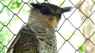 Spotbellied EagleOwl Bubo nipalensis [upl. by Ahseenal]