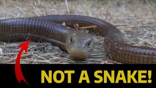 What Is The Difference Legless Lizard VS Snake [upl. by Dumm]